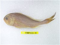 藏品(棘頭梅童魚)的圖片